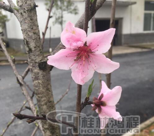 桂林鴻程磨粉機廠 桃花朵朵