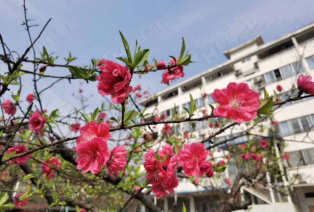 桂林鴻程花團錦簇，滿園春色，邀您一起共賞春景，共商大計！